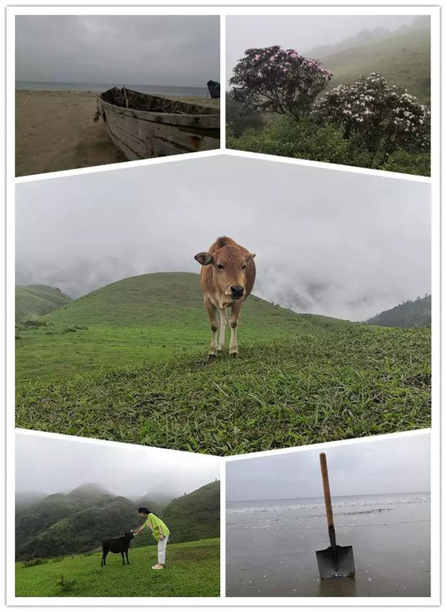 5月1日，陽西藍(lán)袍藍(lán)看海，陽春雞籠頂?shù)巧劫p高山杜鵑