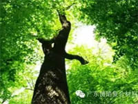 【博皓感悟】欲為大樹，莫與草爭